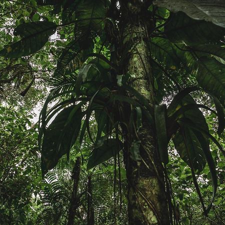 Huingos Eco Lodge Tarapoto Eksteriør billede