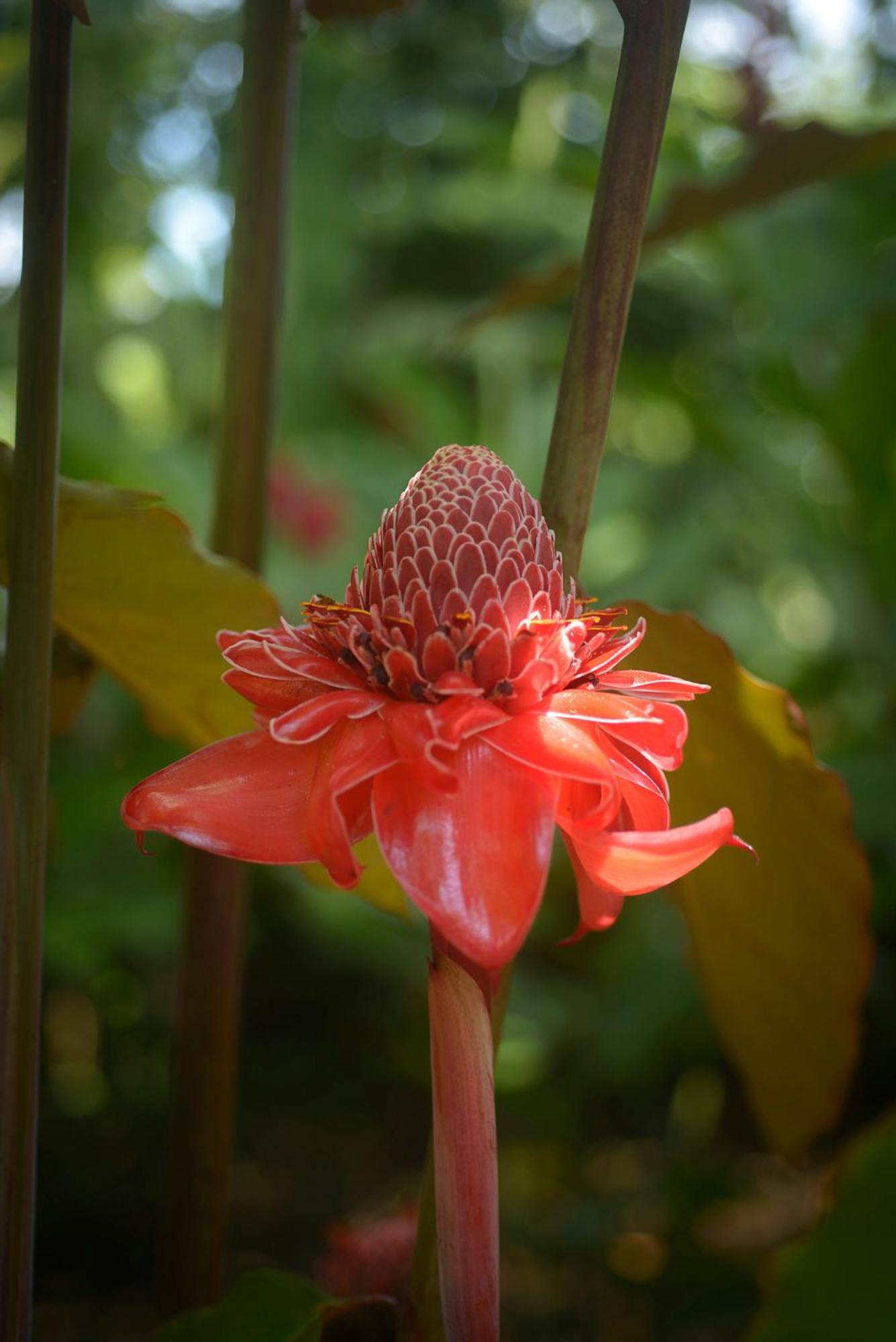 Huingos Eco Lodge Tarapoto Eksteriør billede