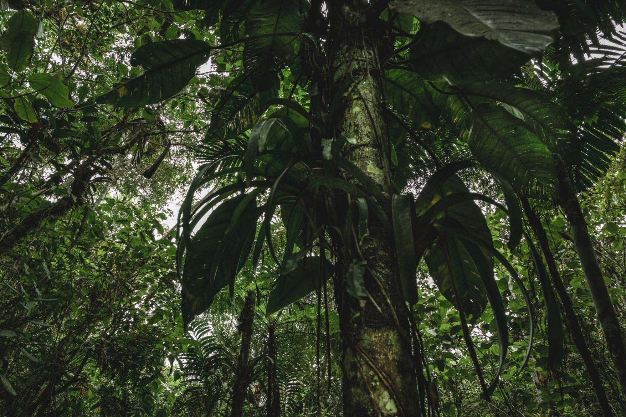Huingos Eco Lodge Tarapoto Eksteriør billede